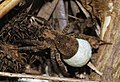 * Nomination Female Wolf Spider (cf. Alopecosa sp.) carrying a sac of eggs -- Alvesgaspar 13:32, 27 November 2010 (UTC) * Decline Very interesting and useful, but not sharp enough, with a confusing and distracting background, IMO.--Jebulon 23:26, 2 December 2010 (UTC)