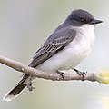 Eastern Kingbird