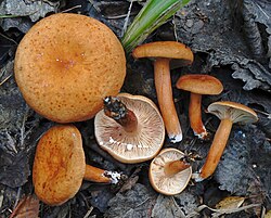 Väävelriisikas Lactarius tabidus