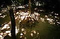 Air vent disguised as a termite mound at the Cu Chi tunnels