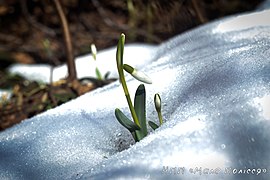 Lumikelloja (Galanthus L.).