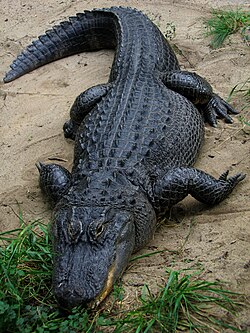 Flatmunni (Alligator mississippiensis)