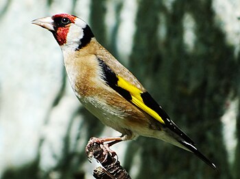 Carduelis carduelis.