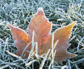 Frosted leaf