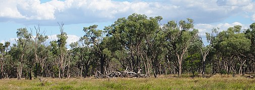 Acacia cambagei woodland