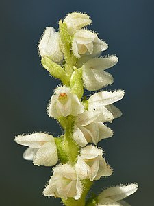 "Goodyera_repens_flowers_in_detail_-_Männiku.jpg" by User:Iifar