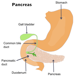 The بنكرياس and surrounding organs