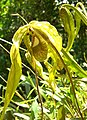 Phragmipedium caudatum, Machu Pikchu.