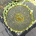 * Nomination: Sunflower with seeds for sale at a shop in Gliwice, Poland --Kritzolina 07:36, 17 August 2024 (UTC) * * Review needed