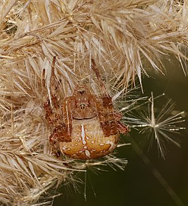 Araneus diadematus (European Garden Spider)