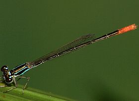 Agriocnemis femina