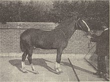 Photographie noir et blanc d'un cheval vu de profil et tenu en main par un homme africain.