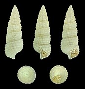 Bittium cancellatum ssp. escheri, shell