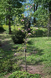 Photographie en couleur d'un chemin bordé de pelouses, de buissons et d'arbres, avec au premier plan un arbuste en fleur