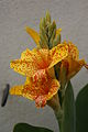 Canna sp.