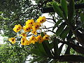 Dendrobium chrysotoxum