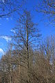 in Styria, Austria, Tree in March, still without leaves