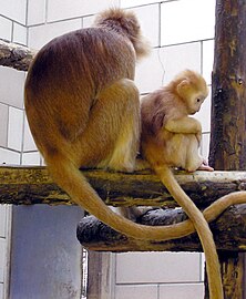 Trachypithecus auratus auratus Bristolgo zooan