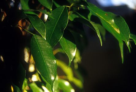 Foliage