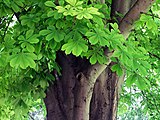 Leaves and trunk