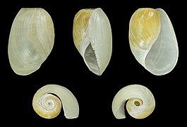 Akera bullata, shell