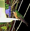 A hummingbird on a feeding fountain in Brazil