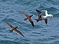 Brown Boobies and Frigatebird chasing Red-footed Booby