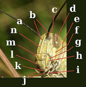 Kop van een veldsprinkhaan. a:antenne; b:ocelli; c:vertex; d:samengesteld oog; e:occiput (achterkant van de kop); f:gena; g:pleurostoma (deel van het subgenale gebied boven de mandibel); h:mandibel; i:labiale palp; j:maxillaire palpen; k:maxilla; l:labrum; m:clypeus; n:frons.