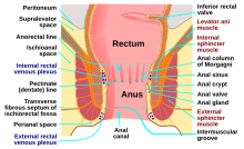 Human anus-en.svg