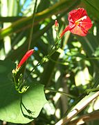 Ipomoea hederifolia