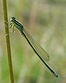 ♂ Ischnura pumilio (Scarce Blue-tailed Damselfly)