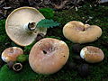 Lactarius allardii (Syn. Lactifluus allardii)