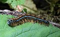 42 Malacosoma neustria Caterpillar uploaded by Holleday, nominated by Citron