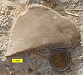 Mytilus (Falcimytilus) jurensis from the Middle Jurassic (Callovian) Matmor Formation of Makhtesh Gadol, southern Israel