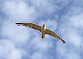 Image 62Seagull in flight