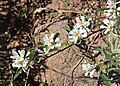 Serviceberry (Amelanchier utahensis) Agnew Pass