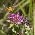 Braunkolbiger Braun-Dickkopffalter (Thymelicus sylvestris)