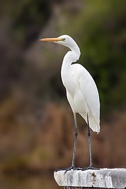 Eastern Great Egret