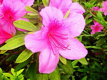 Azalea Nanjing.jpg