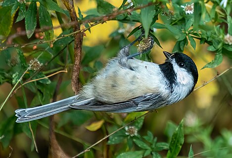 Black-capped chickadee eating seeds