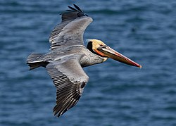 Braunpelikan (Pelecanus occidentalis) im Flug (von Frank Schulenburg)