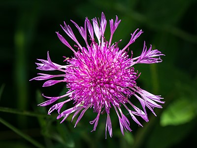 Centaurea jacea, by Uoaei1