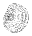 Example of a concentric operculum (Filopaludina martensi)