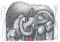 Duodenum dan pendil.