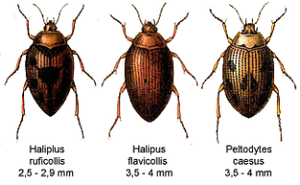 Haliplus ruficollis, Haliplus flavicollis, Peltodytes caesus