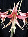 "Lima" um cultivar moderno de Hippeastrum.