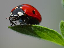 Ladybird.jpg