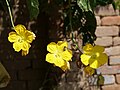 Luffa flowers