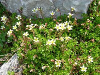 Saxifraga pubescens