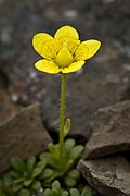 Saxifraga serpyllifolia